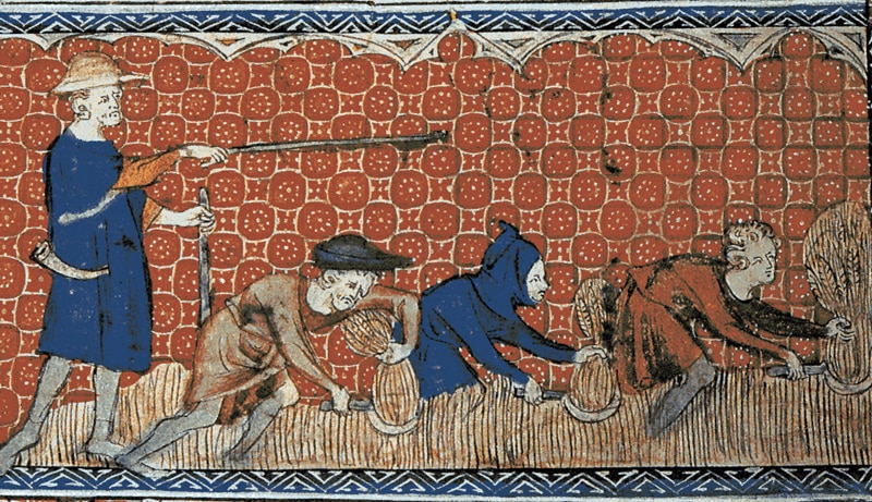 Nesvobodni moški s srpi pri žetvi, okoli leta 1310